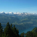 sehr schönes Breitbildfoto mit Vierwaldstättersee. Die Urnerberge schön aufgereiht. Der Blick reicht bis zu den Berner Alpen