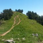 der Gipfelaufbau der Rigi Hochflue ist erstaunlich flach