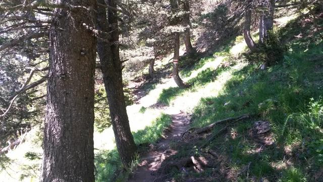 wieder geht es durch einen Wald. Nun aber abwärts