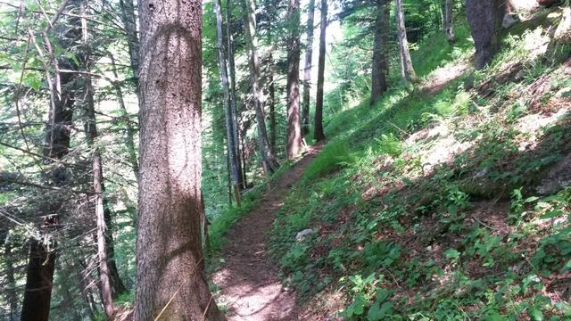 wir geniessen die kühle Luft im Wald