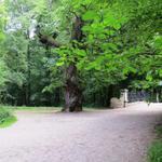 der Waldpark im Schlossgarten