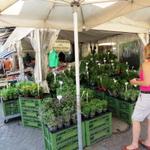 Mäusi beim Viktualienmarkt