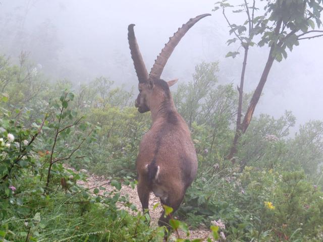 plötzlich steht vor uns ein kapitaler Steinbock