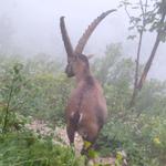 plötzlich steht vor uns ein kapitaler Steinbock