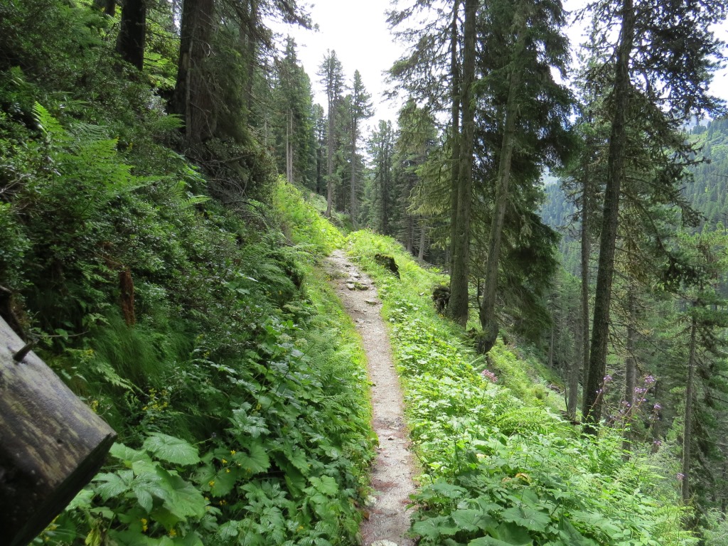 durch einen herrlichen Zirbenwald geht es weiter aufwärts