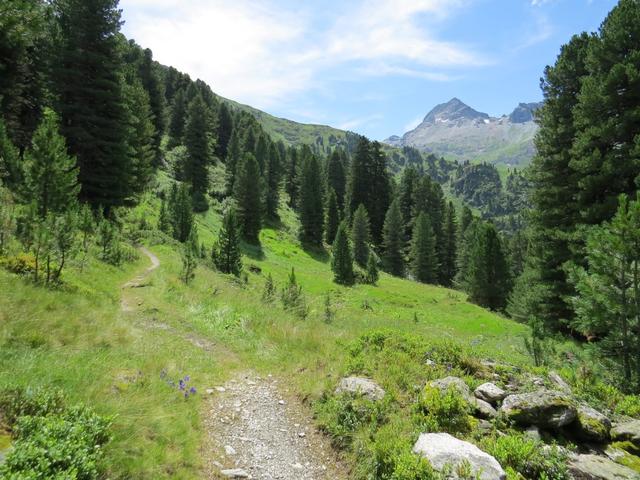 auf dem Zirbenweg