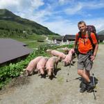 auf Alp Lizum