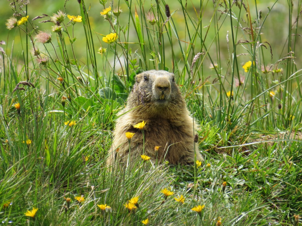 im Weitental sind überall Murmeltiere ersichtlich