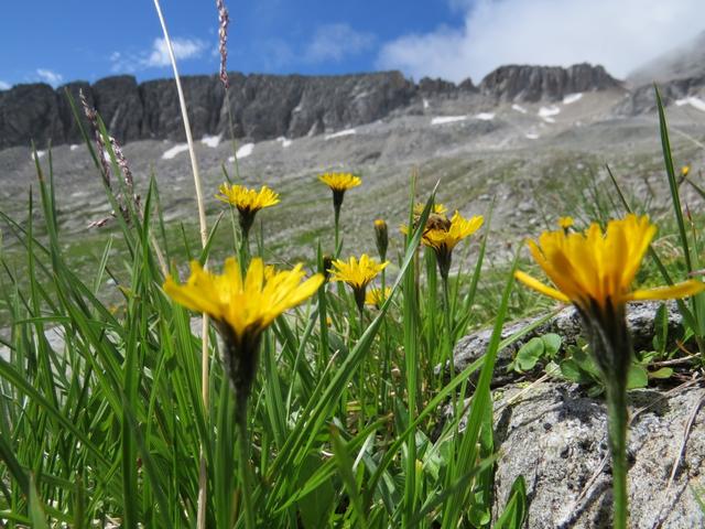 Alpen-Habichtskraut