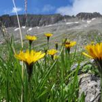 Alpen-Habichtskraut