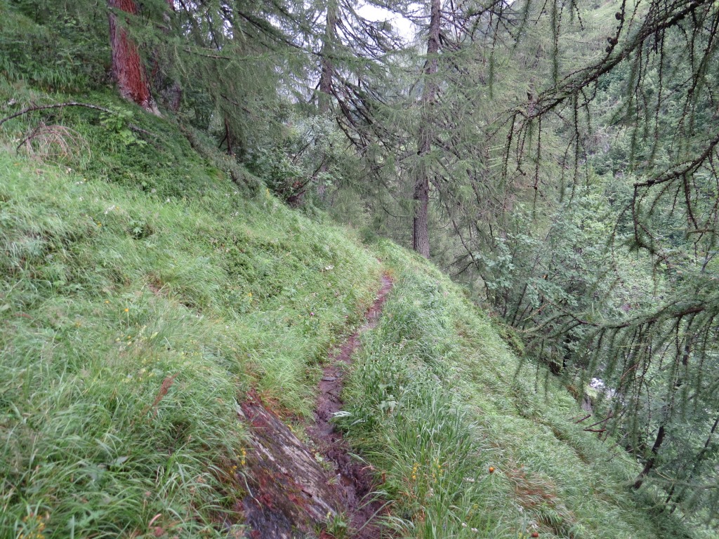 der Weg führt einem zuerst durch einen Wald