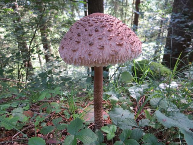 schöne Pilze schiessen aus dem Boden