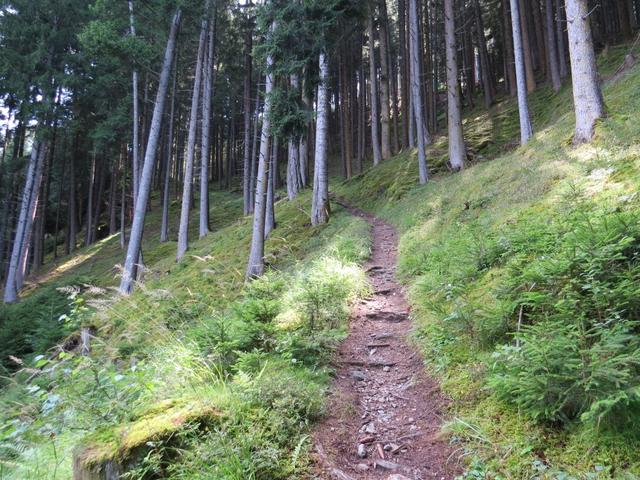 und im Wald nur noch steil aufwärts