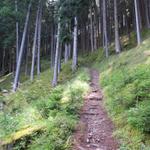 und im Wald nur noch steil aufwärts