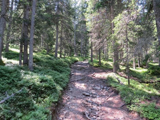 man hat das Gefühl der Aufsteig im Wald hört nicht mehr auf