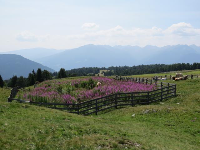 während dem laufen konnten wir eine schöne Aussicht geniessen