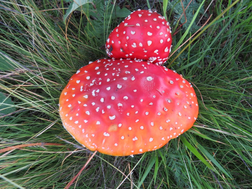 Pilze konnten wir auch bestaunen