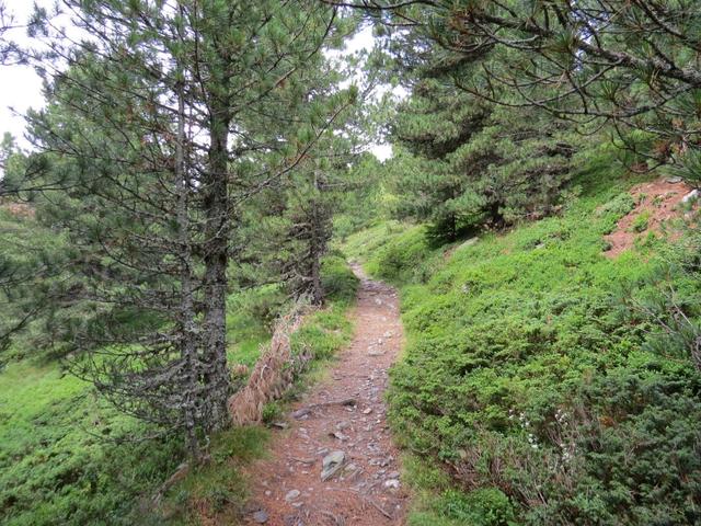 durch einen schönen Wald geht es weiter Richtung Maurerberghütte