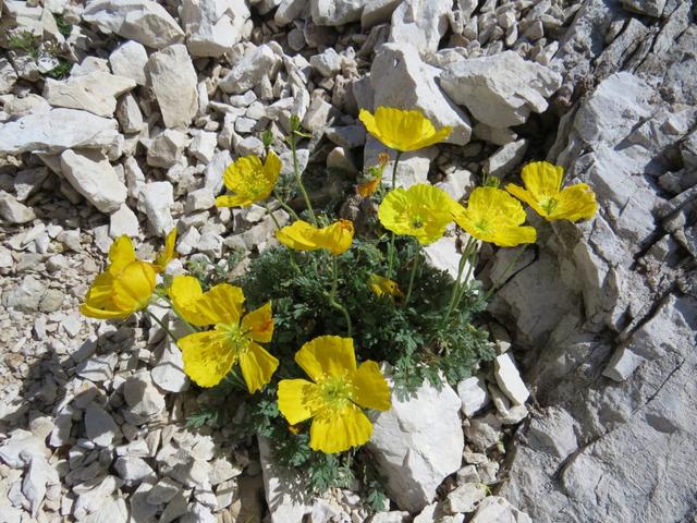 Alpenmohn. Immer wieder faszinierend wie in solchen Geröllhalden solch schöne Blumen wachsen