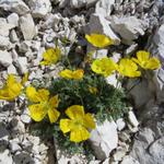 Alpenmohn. Immer wieder faszinierend wie in solchen Geröllhalden solch schöne Blumen wachsen