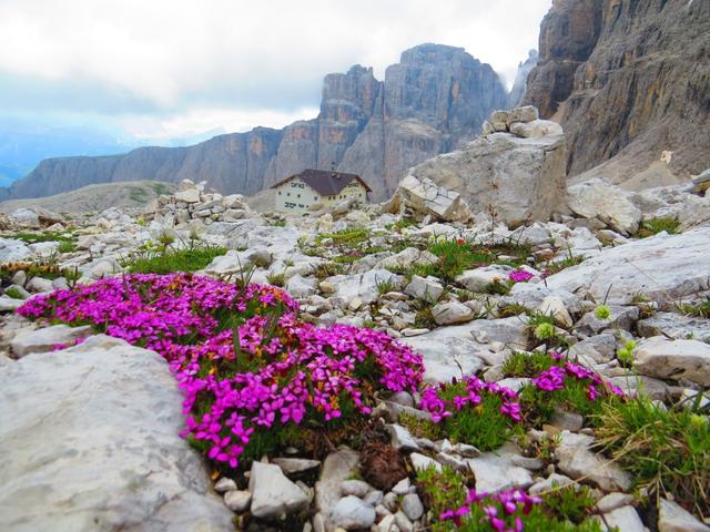 kurz vor dem Rifugio Pisciadù, können wir rotes Seifenkraut betrachten