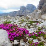 kurz vor dem Rifugio Pisciadù, können wir rotes Seifenkraut betrachten