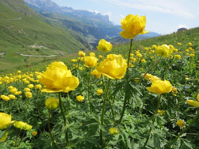 schöne Trollblumen am Wegesrand