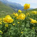 schöne Trollblumen am Wegesrand