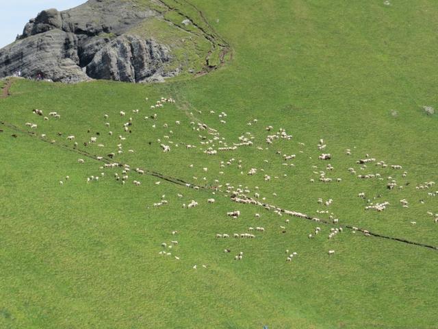 Schafe weiden auf den Padonkamm