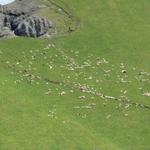 Schafe weiden auf den Padonkamm