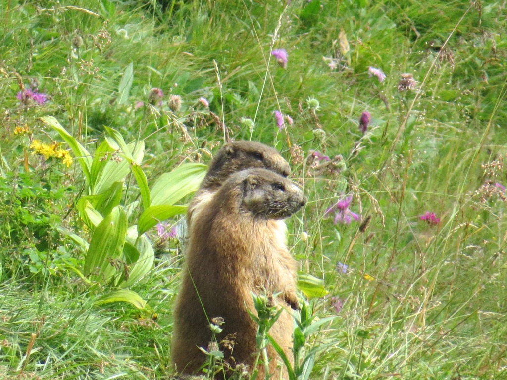 Murmeltiere haben ein wachsames Auge auf uns geworfen