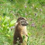 Murmeltiere haben ein wachsames Auge auf uns geworfen