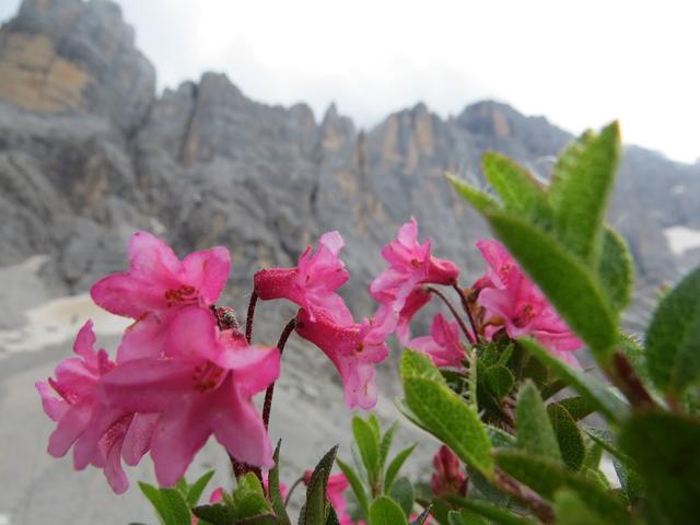 schöne Alpenrosen am Wegesrand