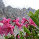 schöne Alpenrosen am Wegesrand