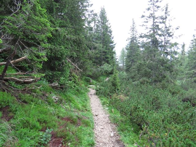 der Weg führt uns durch Wälder weiter Richtung Rifugio Vazzoler