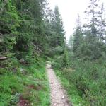 der Weg führt uns durch Wälder weiter Richtung Rifugio Vazzoler