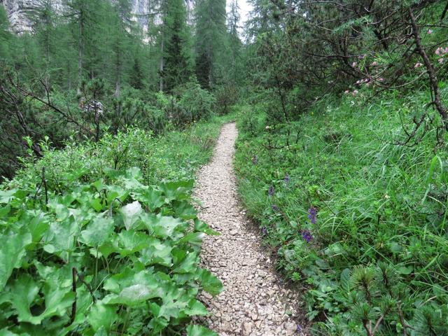 der Weg führt zuerst durch einen Wald