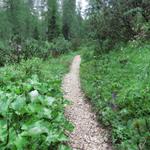 der Weg führt zuerst durch einen Wald