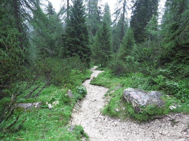 wieder geht es durch den Wald. Es fängt sehr stark an zu regnen