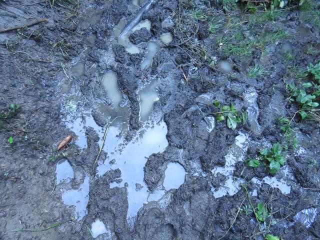 an vielen Stellen ist der Weg ein einziger Morast. Das Wandern wird ein bisschen schwieriger