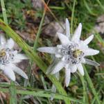 Rifugio Pian de Fontana - Belluno 15.8.2014