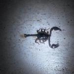 ein kleiner Skorpion war unser Zimmernachbar