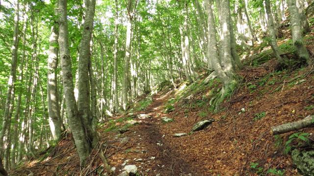 der Wanderweg führt durch einen schönen Wald