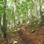 der Wanderweg führt durch einen schönen Wald