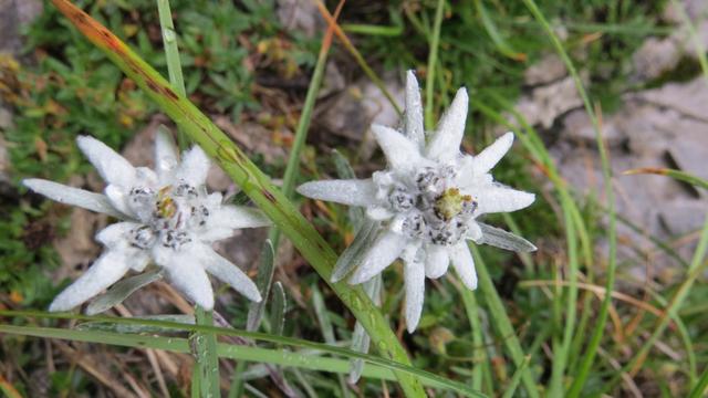 schöner Edelweiss am Wegesrand