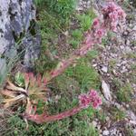 ein riesiger Hauswurz