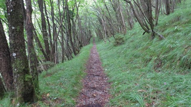 der Weg führt nun fast endlos abwärts. Der Weg geht geradeaus...