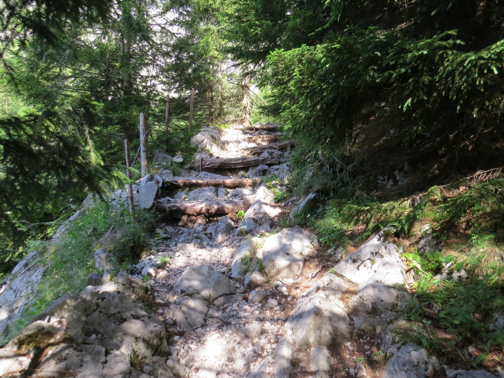 der Weg führt teilweise durch den Wald