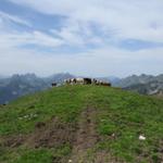 Mutterkühe mit Kälber und ein Stier dazwischen. Wir machten einen riesigen Bogen um die Herde