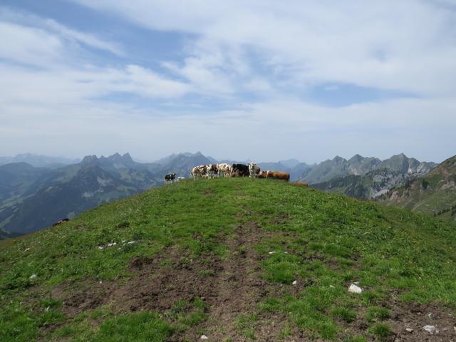 Mutterkühe mit Kälber und ein Stier dazwischen. Wir machten einen riesigen Bogen um die Herde